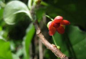 Native Starvine