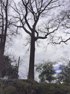 Black oak tree at A.G. Rhodes Atlanta