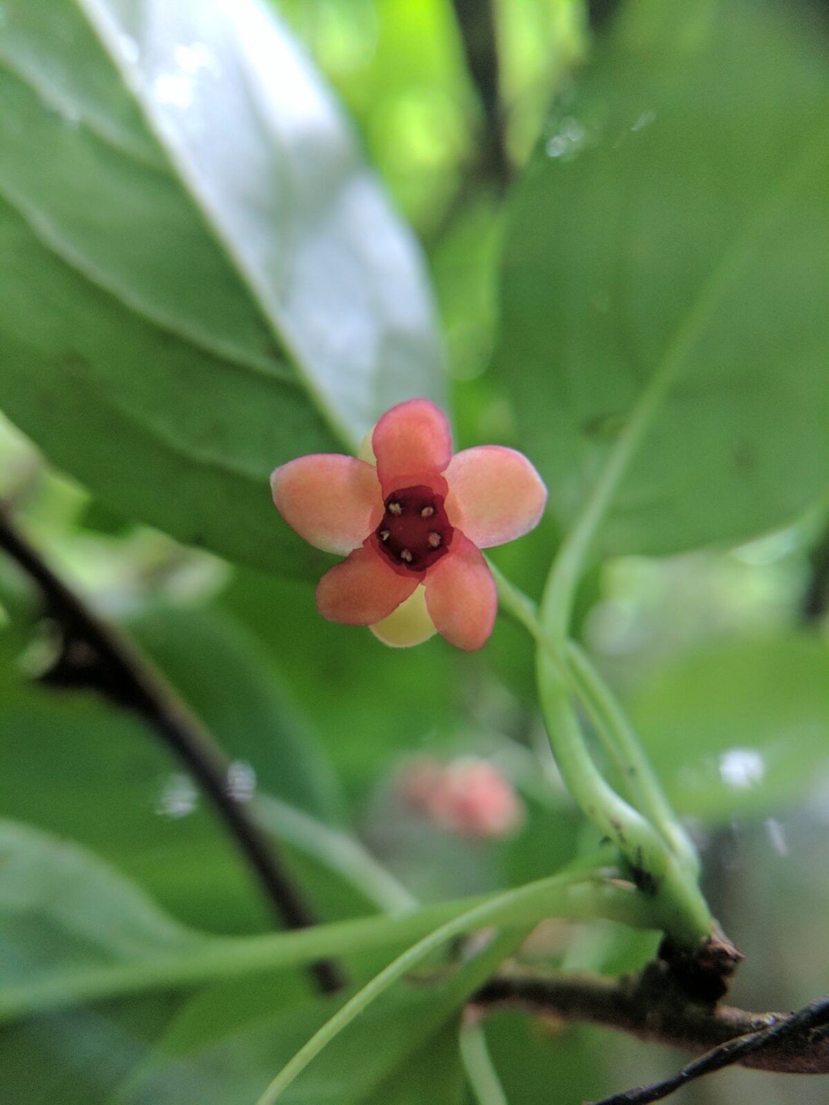 A Threatened Plant Thrives with Help from Nursing Home Residents