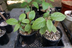 A Threatened Plant Thrives with Help from Nursing Home Residents, A.G. Rhodes